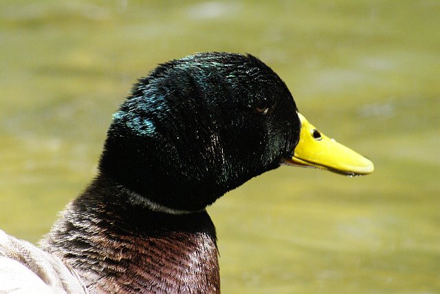 Aves001.jpg - Anade real machoMayo 2007, Rupit