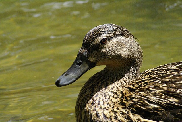 Aves002.jpg - Anade real hembraMayo 2007, Rupit                