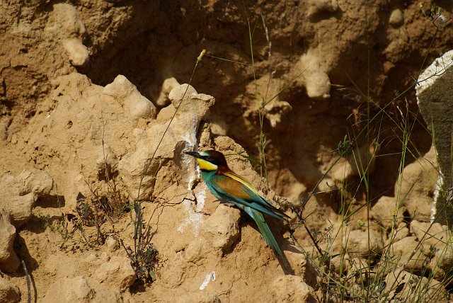 Aves003.jpg - AbejarucoJunio 2007, Rupit