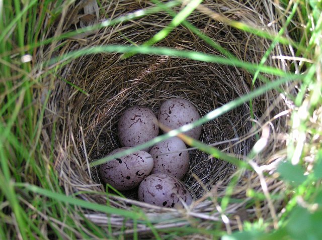 Aves004.jpg - Huevos de terrera comunJunio 2007, Bustares