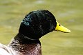 Aves001