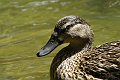 Aves002
