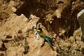 Aves003