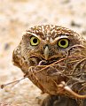 Aves005