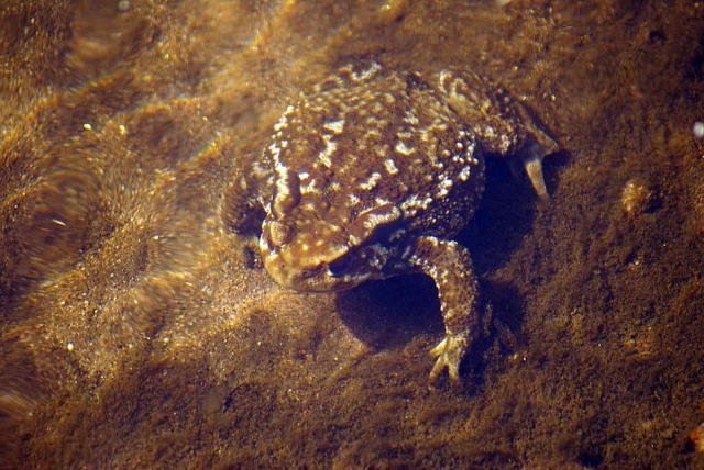 fauna001.jpg - SapoMayo 2007, Rupit