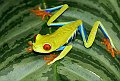 fauna002