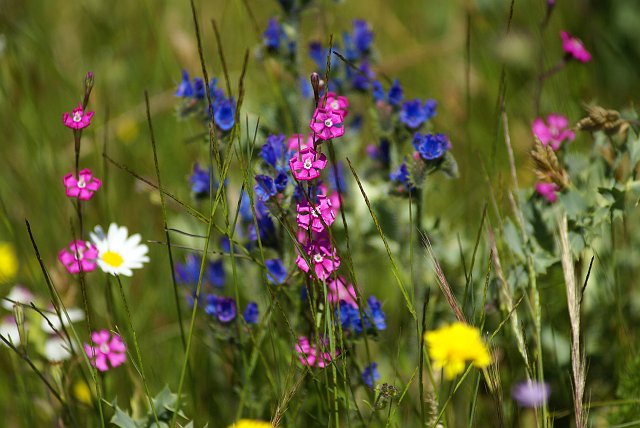 Flora001.jpg - Mayo 2007, Terrassa