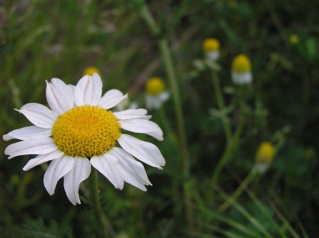 Flora005.jpg - Mayo 2007, Terrassa