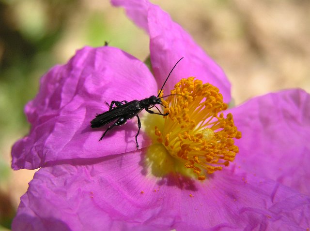 Flora007.jpg - Mayo 2007, Terrassa