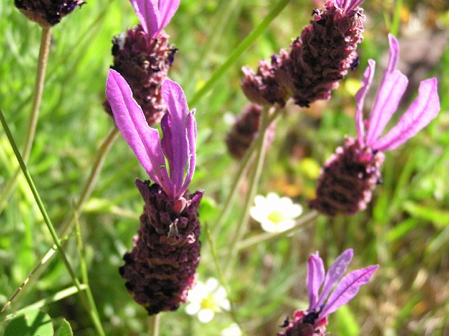 Flora013.jpg - Mayo 2007, Terrassa