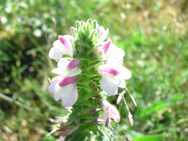 Flora014.jpg - Mayo 2007, Terrassa