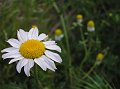 Flora005