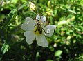 Flora008