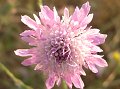 Flora010