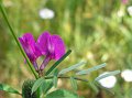 Flora012