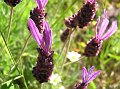 Flora013