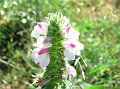 Flora014