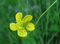 Flora017