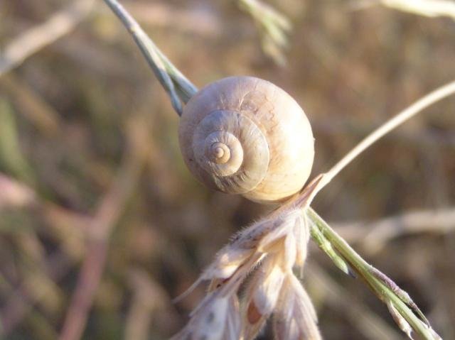 inver002.jpg - Mayo 2007, Terrassa