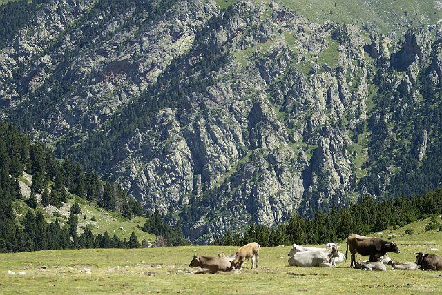 Paisaje004.jpg - Vacas en ladera de PuigmalJulio 2007, Queralbs