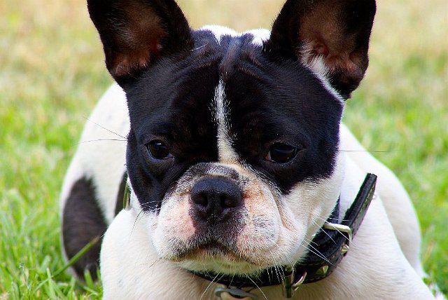 Retrato001.jpg - Maya nuestra Bulldog Francés de 1 año de edad.Junio 2007, Terrassa