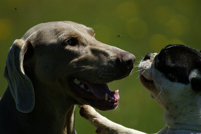Retrato003.jpg - Sandy nuestra Weimaraner de 4 años y Maya Junio 2007, Bustares