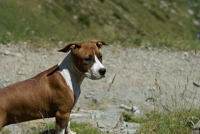 Retrato011.jpg - Natxa, nuestra American Staffordshire de 3 meses de edad.Julio 2007, Queralbs